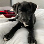 Un Boxador de pelage noir et blanc aux oreilles tombantes est allongé et porte un collier autour du cou.
