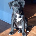 Un Boxador bicolore à oreilles pendantes, assis sur un sol en bois et portant un collier en forme d'os autour du cou.