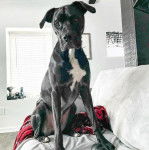 Un grand Boxador au pelage noir et blanc, assis et qui regarde la caméra