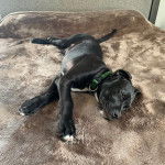 Un Boxador de pelage bicolore aux oreilles tombantes est allongé, portant un collier autour du cou.