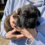 Un chiot Boxador de pelage noir dans les mains de son propriétaire.