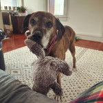 Un Boxador de pelage tricolore, aux oreilles tombantes, est debout et tient une peluche dans sa gueule. Il porte un collier autour du cou.