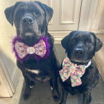 Deux Boxador , assis et fixant tous les deux la caméra, portent chacun un nœud.