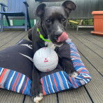  Un Boxador allongé sur un coussin, tenant une balle dans ses pattes et léchant son museau