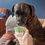 Un Boxador de pelage bicolore aux oreilles tombantes s’assoit pour boire un pot de yaourt et porte un collier rouge autour du cou.