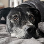 Gros plan sur un Boxador aux oreilles tombantes, allongé et qui semble détendu.