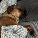 Photo d’un Boxador de pelage bicolore allongé sous une couverture