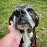 Un Boxador à pelage bicolore est assis sur une surface gazonnée. Il porte un collier autour du cou, et son propriétaire le caresse.