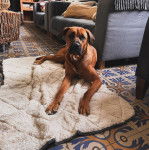  Un Boxador à la robe fauve, aux oreilles tombantes, allongé et fixant la caméra.