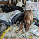 Un Boxador aux oreilles tombantes est allongé sur un matelas et porte un collier bleu autour de son cou.