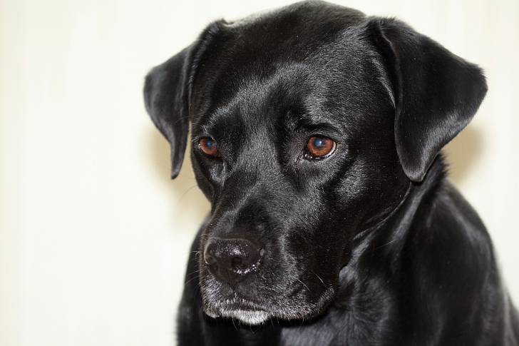 Un gros plan d’un chiot Boxador au pelage noir