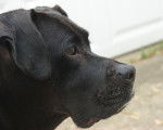 Un gros plan du profil d’un Boxador au pelage noir