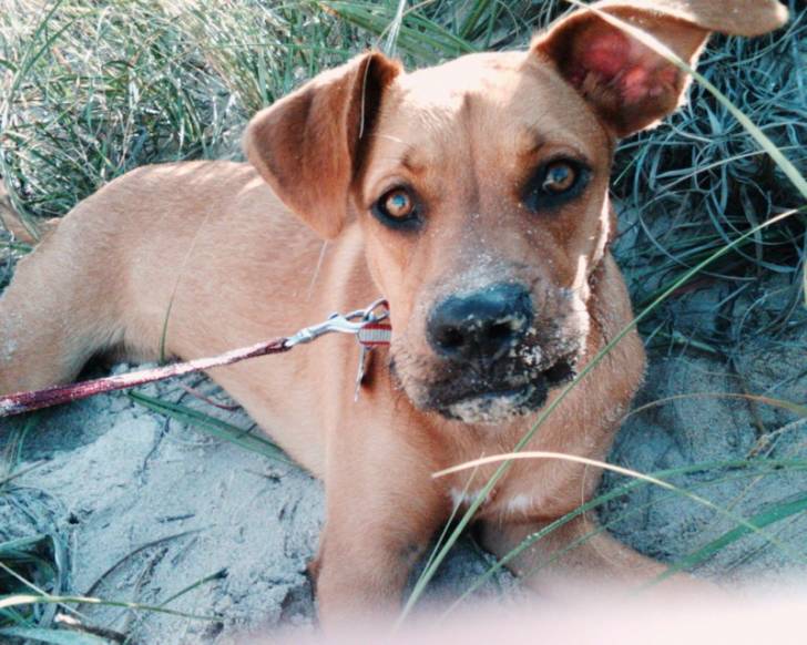 Un chiot Boxador au pelage fauve, allongé sur du sable