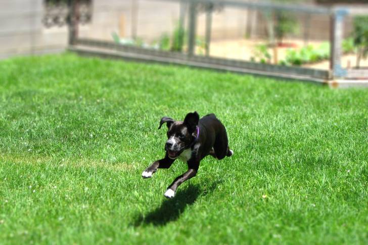 Un chiot Boxador au pelage noir taché de blanc, courant sur de l'herbe