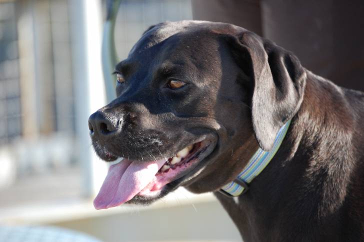 Un Boxador au pelage chocolat, portant un collier turquoise