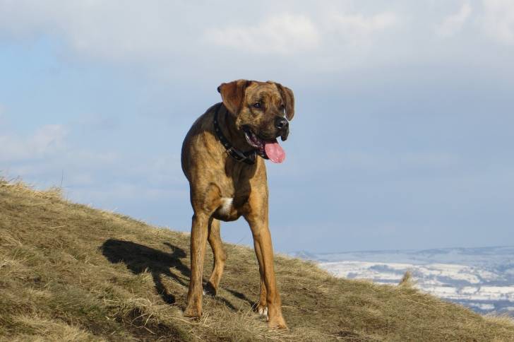 Un Boxador au pelage fauve bringé, se tenant debout dans un paysage montagnard