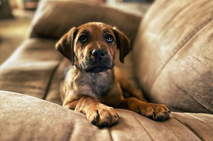 Un chiot Boxador au pelage fauve, allongé sur un canapé en cuir