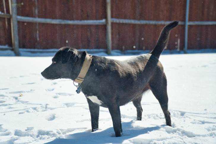 Un Boxador au pelage chocolat, se tenant debout dans la neige