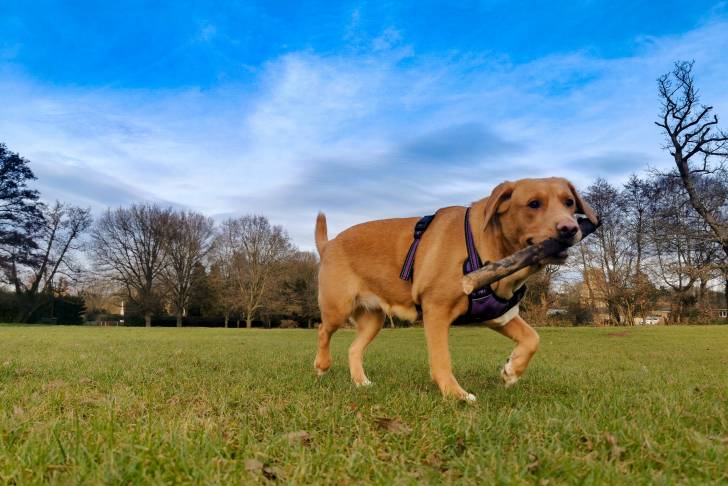 Un Boxador au pelage fauve dans une forêt, tenant un bâton dans sa gueule