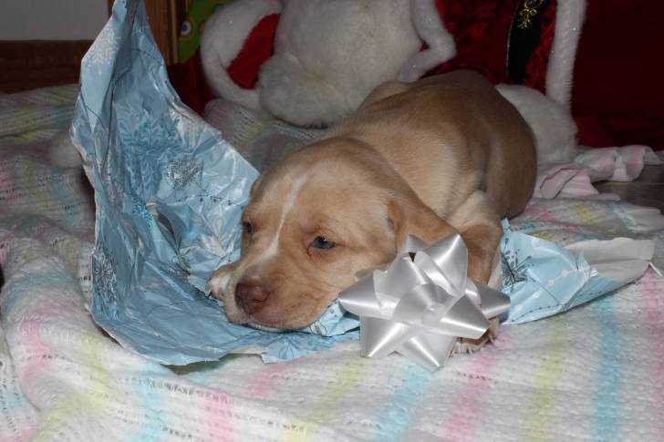 Un chiot Boxador au pelage fauve et aux yeux gris, allongé sur du papier cadeau
