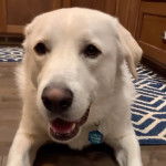 Un Pyrador de pelage blanc allongé au sol, qui ouvre légèrement la gueule et qui porte une médaille au cou