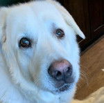 Photo d’un Pyrador au pelage blanc fixant la caméra.