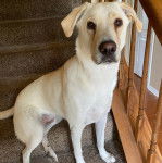 Un Pyrador à pelage bicolore est assis sur les marches d’un escalier, et il regarde la caméra.