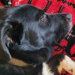 Profil d’un Pyrador au pelage noir allongé, portant un collier autour du cou et semblant endormi.