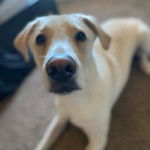 Photo d’un Pyrador de pelage bicolore allongé et fixant la caméra.