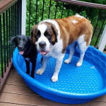 Un Pyrador à pelage tricolore est debout, la langue légèrement pendante hors de sa gueule.