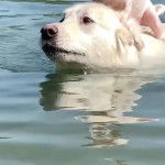 
Un Pyrador à pelage blanc nageant dans l’eau