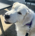 Photo d’un Pyrador de pelage blanc aux oreilles tombantes ouvrant légèrement la gueule. Il est tenu par une laisse bleue.