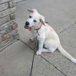 Un petit Pyrador au pelage bicolore est assis sur un sol en béton et tenu par une laisse.