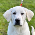 Photo d’un Pyrador au pelage blanc et aux oreilles tombantes qui fixe la caméra.