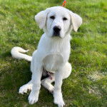Un Pyrador de pelage blanc assis sur une surface gazonnée et regardant la caméra.