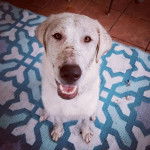 Un Pyrador de pelage blanc aux oreilles pendantes, assis sur un sol carrelé, ouvre légèrement la gueule.