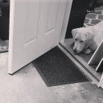 Un Pyrador à poil blanc allongé sur le pas d’une porte et qui semble triste.