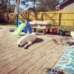  Un Pyrador allongé sur un sol pavé, la tête entre ses pattes, qui semble détendu.