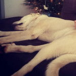 Un Pyrador de pelage blanc allongé sur un canapé et qui semble endormi 