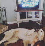 Un Pyrador à la robe blanche allongé et qui semble détendu