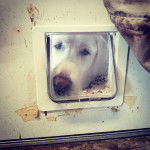 Photo d’un Pyrador à poil blanc avec un museau noir, semblant triste.