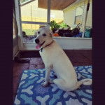 Un Pyrador au pelage blanc assis, la langue pendante, porte un collier bleu au cou.