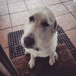 Un Pyrador au pelage blanc avec des oreilles tombantes, assis sur un tapis ,porte une médaille au cou et qui regarde la caméra.