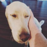 Photo d’un Pyrador à pelage blanc qui est caressé par son propriétaire.