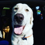 Gros plan d’un Pyrador à la robe blanche, au museau noir et à la langue pendante, portant un collier en forme d’os au cou.