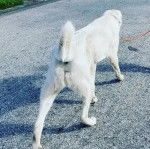 Un Pyrador de pelage blanc de dos marche sur une route goudronnée et semble détendu.