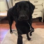 Un Pyrador au pelage noir, debout sur un tapis et tenant un soutien-gorge dans sa gueule.