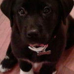 Un petit Pyrador au pelage noir est assis, la gueule légèrement entrouverte, et porte un collier en forme d’os.