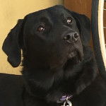 Un Pyrador au pelage noir et aux oreilles tombantes porte un collier qui fixe la caméra.