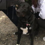 Un Pyrador au pelage bicolre est assis sur un sol en béton. Il porte une médaille et une laisse autour du cou.